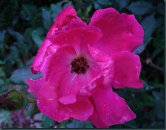 Very last walk in garden 2009 012