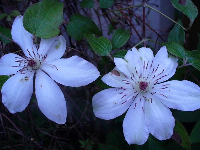 [Very last walk in garden 2009 007[5].jpg]