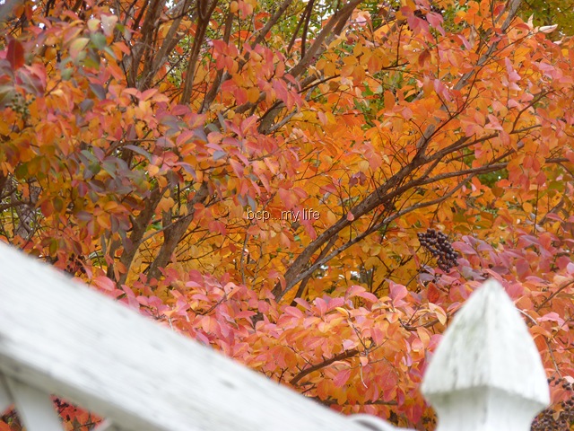 [My garden as it wanes 2010 003[11].jpg]