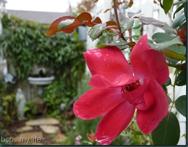 My garden as it wanes 2010 005