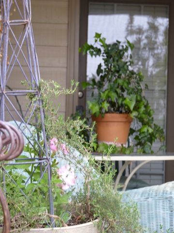 [My garden as it wanes 2010 013[2].jpg]