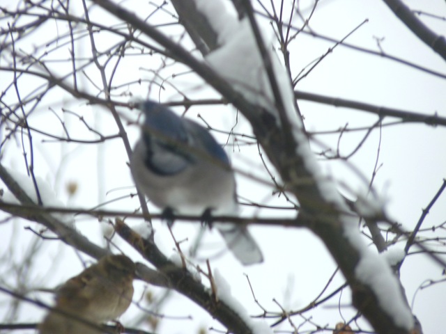 [4 & 20 ____Birds 003[6].jpg]