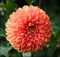 dahlia