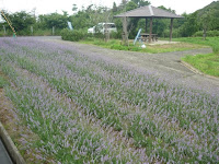 P1020240.JPG