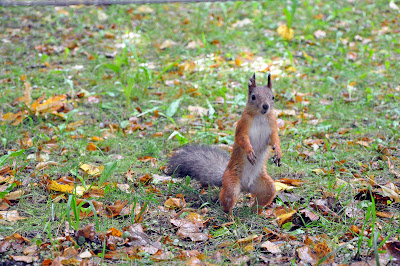 St. Petersburg, Peterhof Palace
