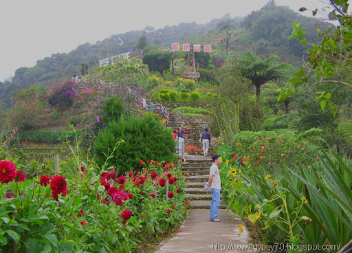 cameron highlands