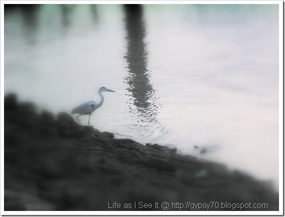 lonely bird lonely bird