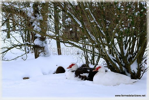 Les canards se confondent avec la neige. Les canards se confondent avec la neige.