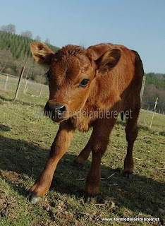 Filou veau croisé Jersiaise/Salers 3 semaines