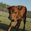 Filou veau croisé Jersiaise/Salers 3 semaines