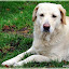 Lina, notre chienne labrador