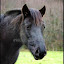 Dauphin, le poney landais de la ferme