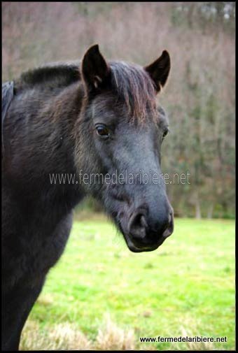 Dauphin, le poney landais de la ferme Dauphin, le poney landais de la ferme