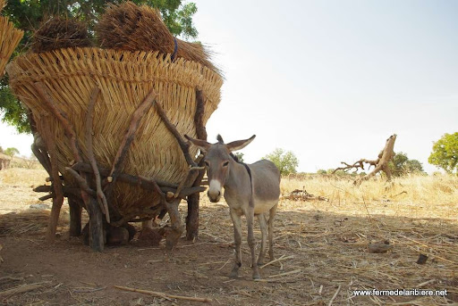 âne à côté d'un grenier