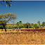 Culture de Bissap à Toussiana