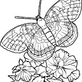 RISCO BORBOLETA