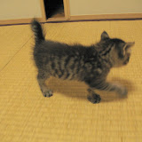 和室デビュー