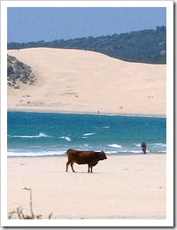 boloniaII18187956_c2a9f3f005_m