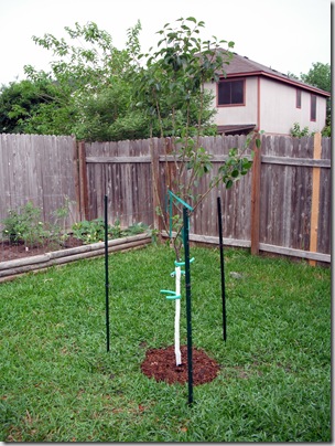 Pear Tree 2 Pear Tree 2