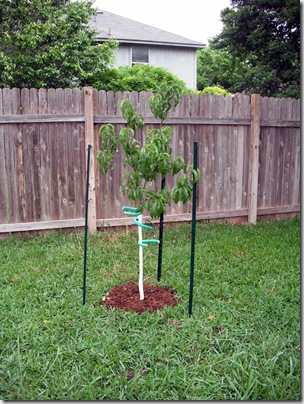 New Peach Tree 2 New Peach Tree 2