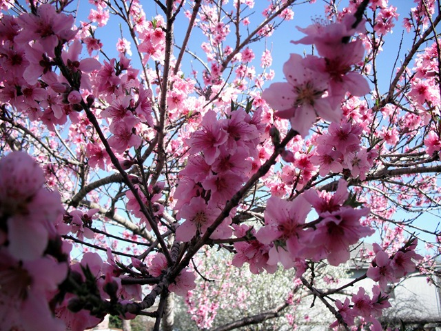 [Peach Blossoms 3[5].jpg]