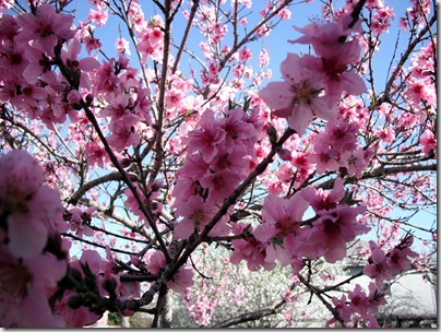 Peach Blossoms 3