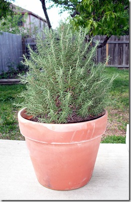 Rosemary Rosemary