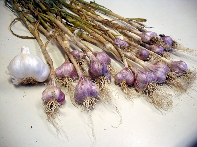 [Garlic[3].jpg]