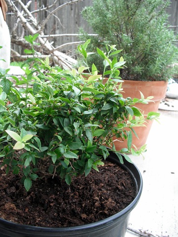 [Blueberry Plant[3].jpg]