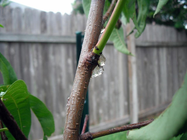 [Peach Tree Goop[3].jpg]
