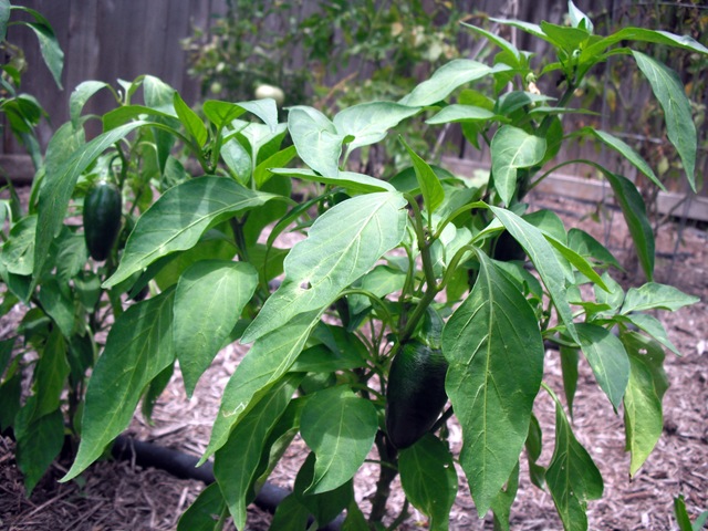 [Jalapenos-1[3].jpg]