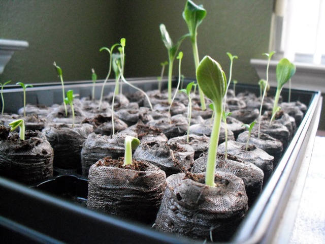 [Seedlings[3].jpg]