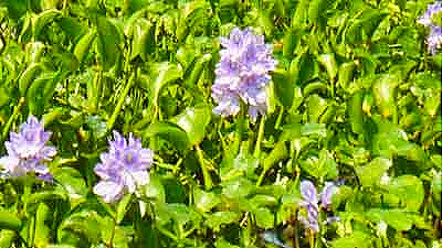 [water-hyacinth-flower.jpg]
