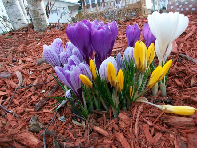 [springflowers20100053.jpg]