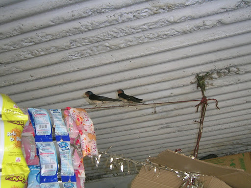 The Nesting Shop