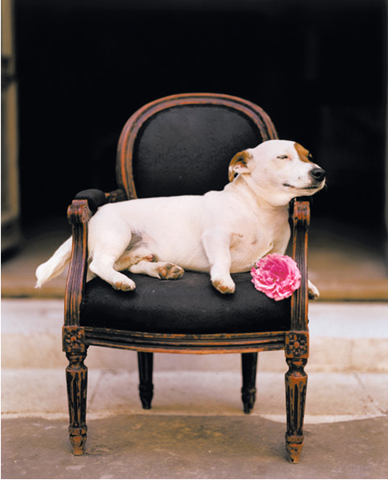[dog2.png]