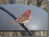 Purple Finch