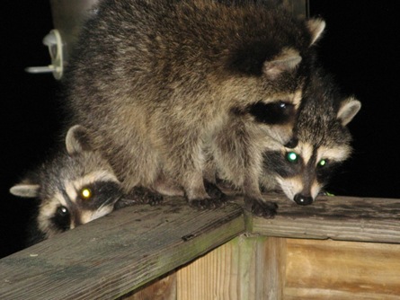 [Raccoon babies3[4].jpg]