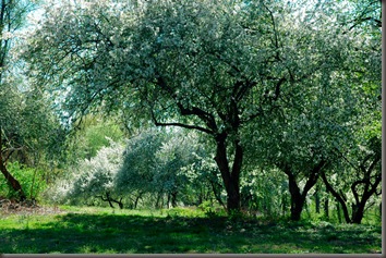 Apple Trees in Bloom