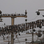 Rosy Starling