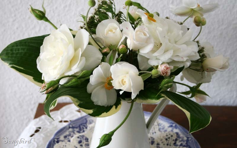 [White roses2[3].jpg]