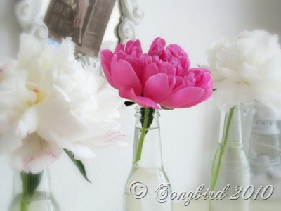 [Peonies2[2].jpg]