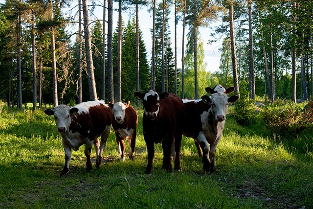 [smådjur[2].jpg]