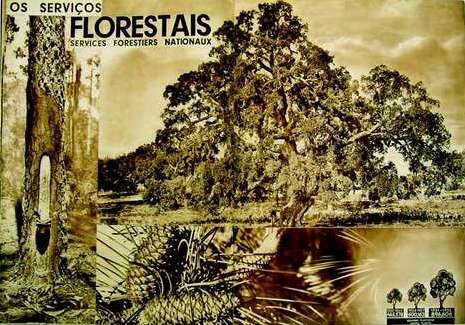 [1934 florestas[4].jpg]