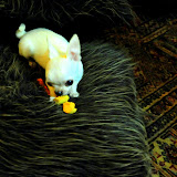 Freddy January 2010