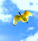 aus iBIS IN aIR.jpg