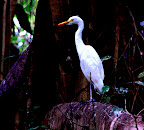AUS Egret Young on Log.jpg