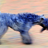 Life Choices South Africa Dog Show