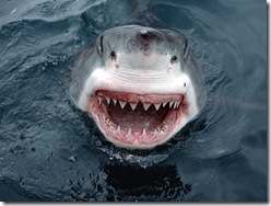 white-shark-face