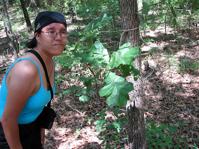 Red Oak leaves are huge